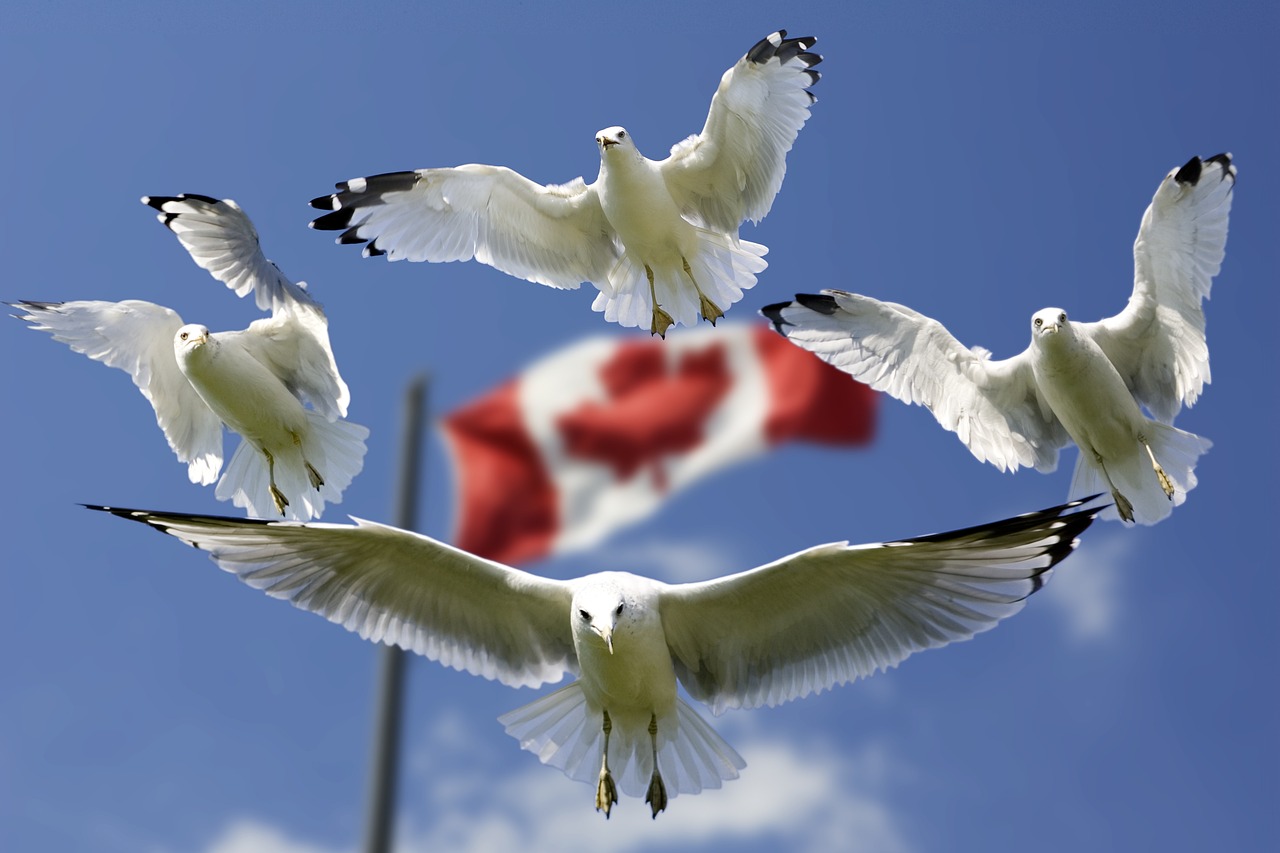 seagulls, formation, flag-540791.jpg